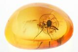 Fossil Mite and True Midge in Baltic Amber #307618-1